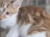 À la recherche d'une famille : chaton mâle roux et blanc