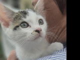 Adoption disponible : chaton mâle tigré blanc
