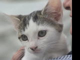 Adoption disponible : chaton mâle tigré blanc