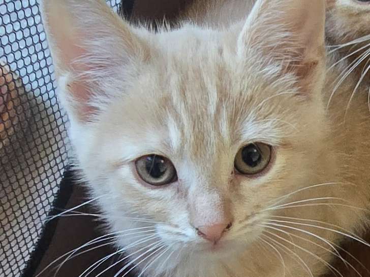 Chatonne de 3 mois à adopter