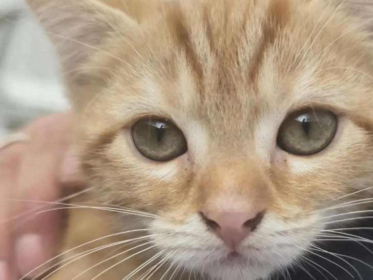 Chaton femelle roux disponible à l'adoption