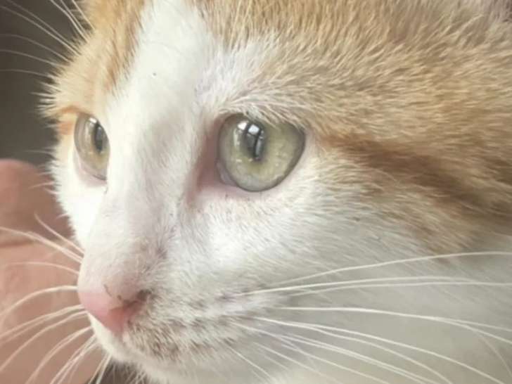 Chaton femelle roux et blanc en attente d'adoption