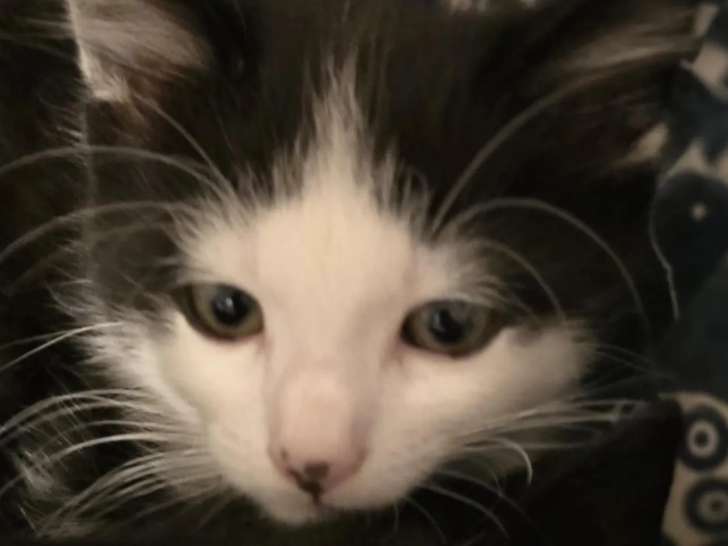 Chaton mâle noir et blanc prêt pour l’adoption