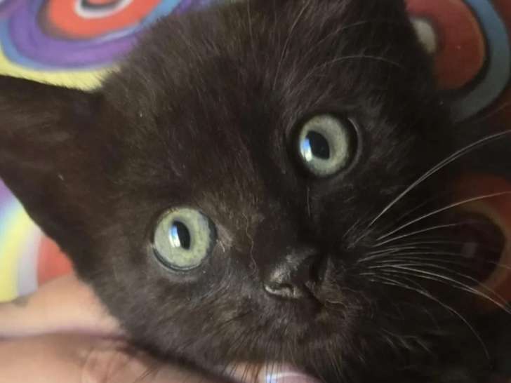 Chaton mâle de 3 mois en attente d’un foyer