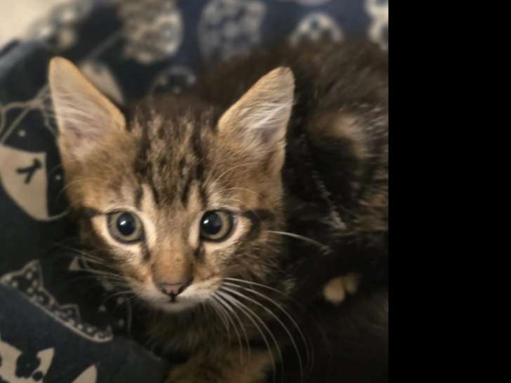 Chaton mâle tigré à accueillir