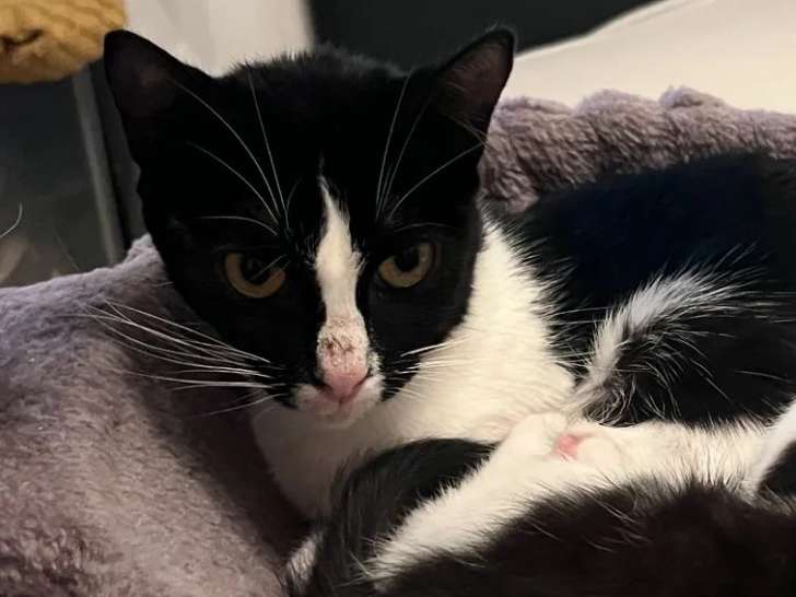Chatte d'un an en quête d'une famille
