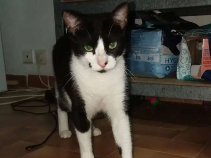 Adoption disponible : chats âgés d'un an
