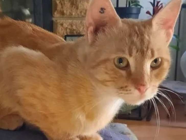À adopter, chat roux et blanc