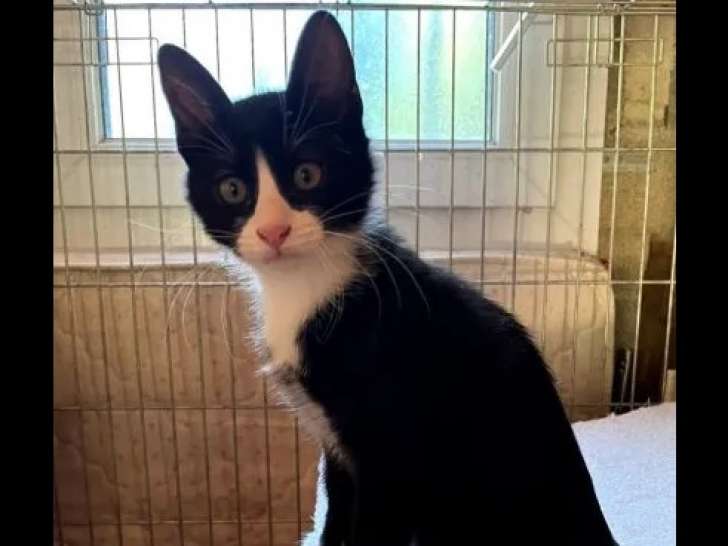 Disponible à l'adoption, chaton mâle noir et blanc