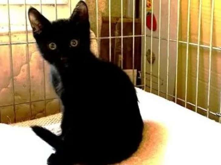 En attente d'adoption, chatonne noire
