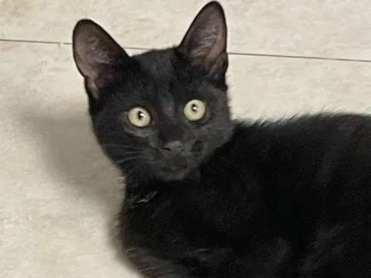 Prêt pour l’adoption, chaton mâle de 3 mois