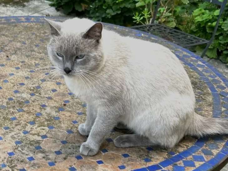 En attente d’un foyer, chat Siamois de 3 ans