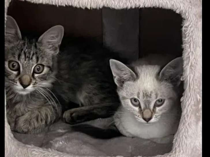 À accueillir, chatons de 3 mois