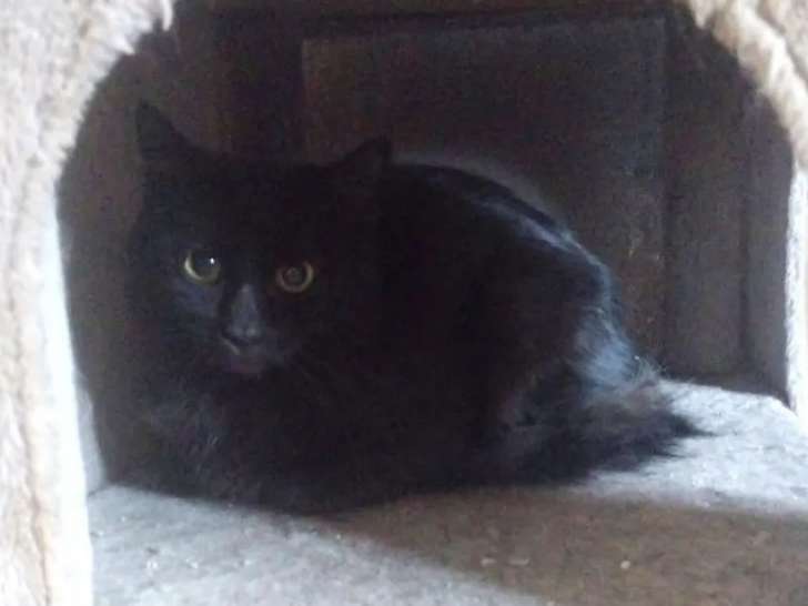 En quête d'un foyer, chaton femelle noir
