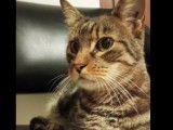 Adoption disponible : chat âgé de 12 ans