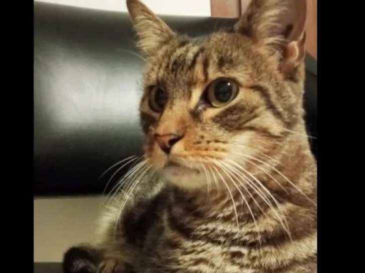 Adoption disponible : chat âgé de 12 ans