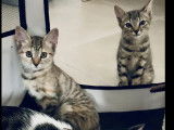 À la recherche d’une famille, chatons tigrés