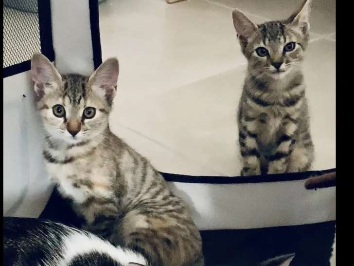 À la recherche d’une famille, chatons tigrés