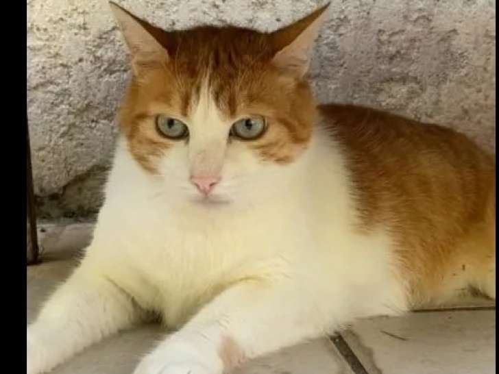 À adopter : chatte rousse et blanche