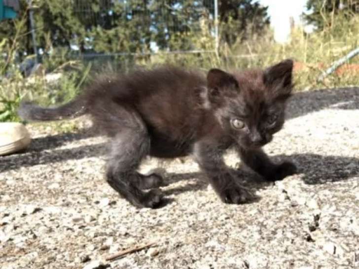 Disponible à l'adoption : chatonne noire
