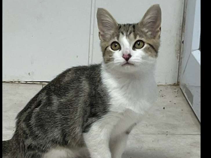 En attente d'adoption : chaton mâle tigré blanc