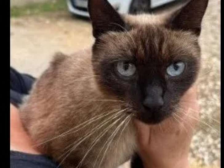 Prête à l'adoption : chatte Siamoise d’un an
