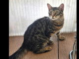 En attente d'une famille : chaton mâle tigré