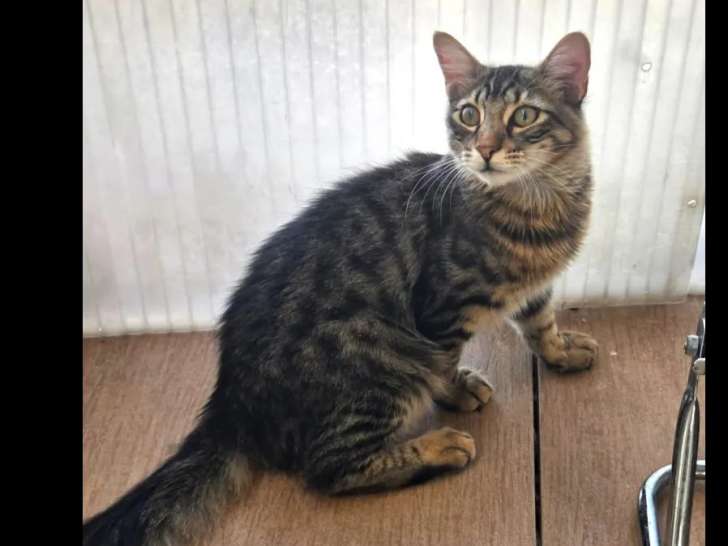 En attente d'une famille : chaton mâle tigré