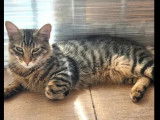 En attente d'une famille : chaton mâle tigré