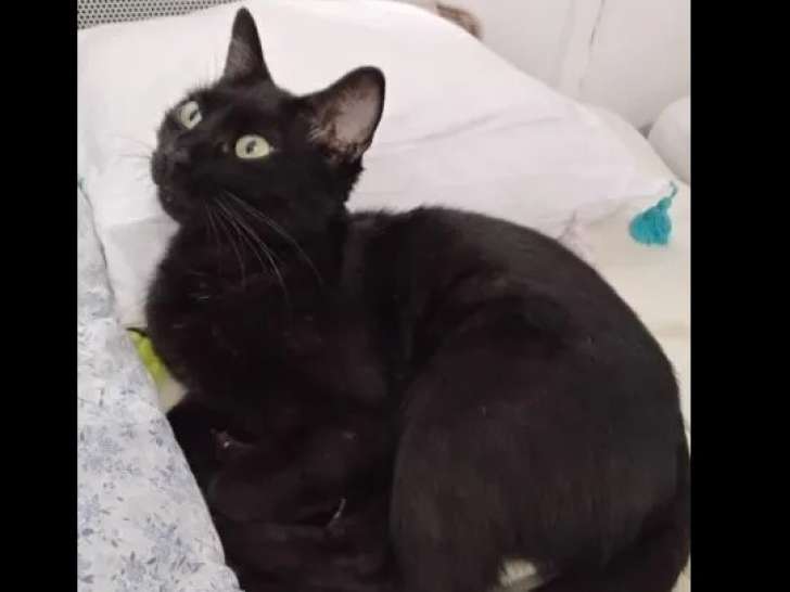 À accueillir : chatte âgée d’un an