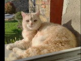 Adoption disponible : chat âgé de 6 ans