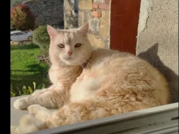Adoption disponible : chat âgé de 6 ans