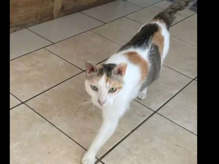 À la recherche d’un foyer : chatte tricolore
