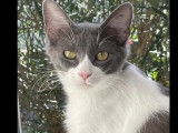 Chatte grise et blanche à adopter