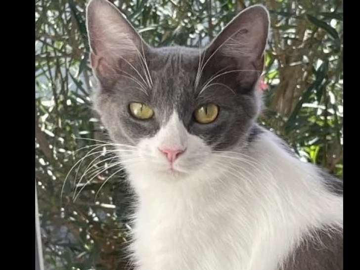 Chatte grise et blanche à adopter
