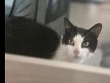 Chat noir et blanc disponible à l'adoption