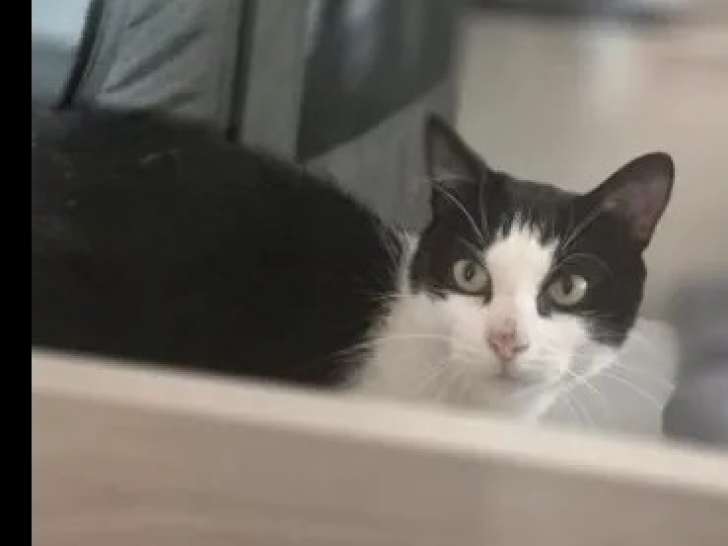 Chat noir et blanc disponible à l'adoption