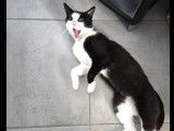 Chat noir et blanc disponible à l'adoption