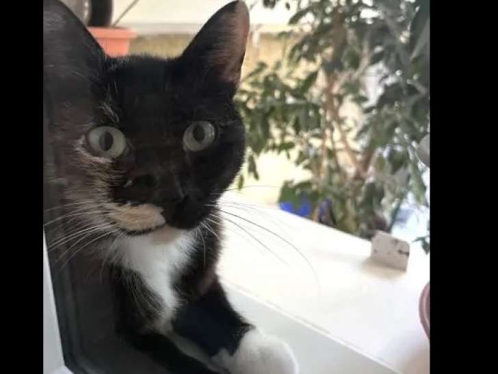 Chatte d'un an en attente d'adoption