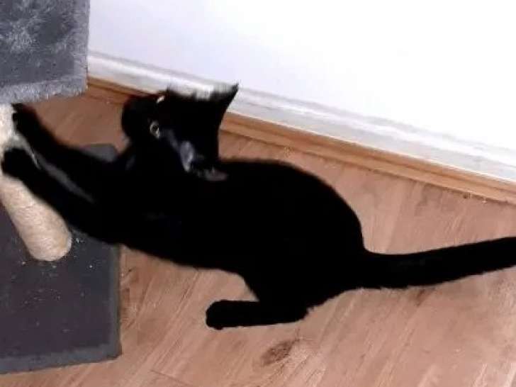 Chaton mâle de 7 mois prêt pour l’adoption