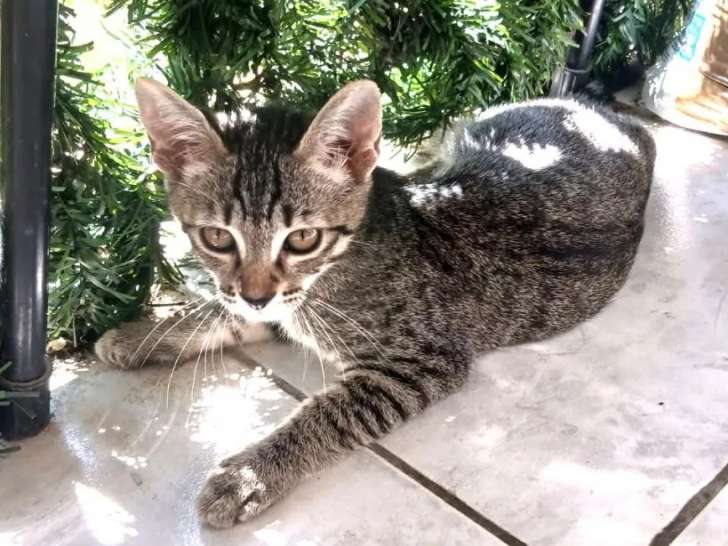 Chatonne tigrée grise en attente d'une famille