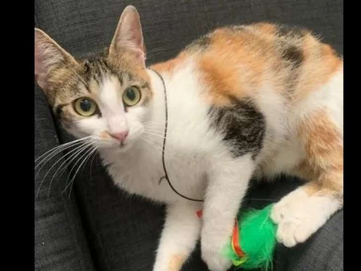 Chatte d'un an à accueillir