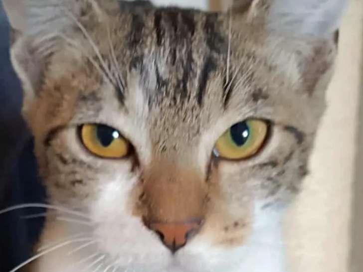 Chaton mâle tigré blanc en quête d’un foyer