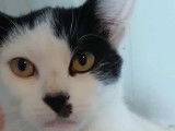 Adoption disponible : chaton mâle blanc avec marque noire