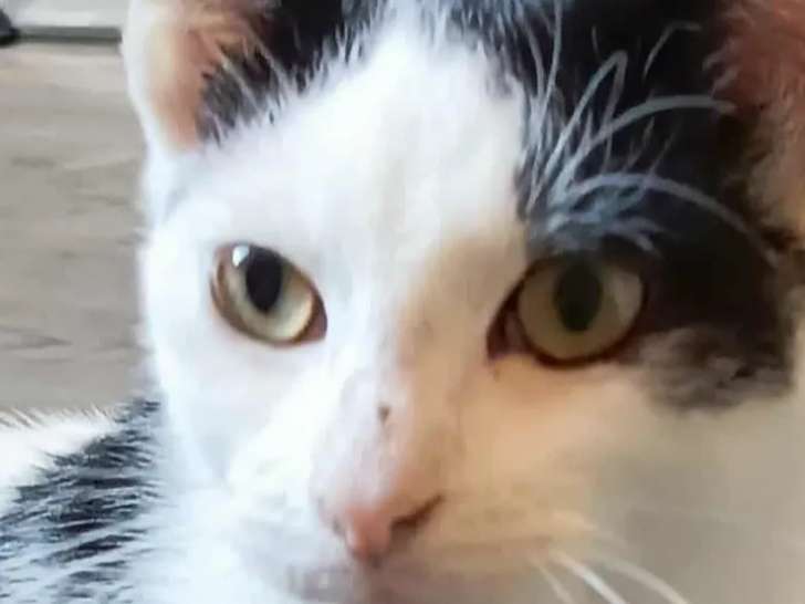 Chaton mâle de 5 mois à la recherche d’un foyer