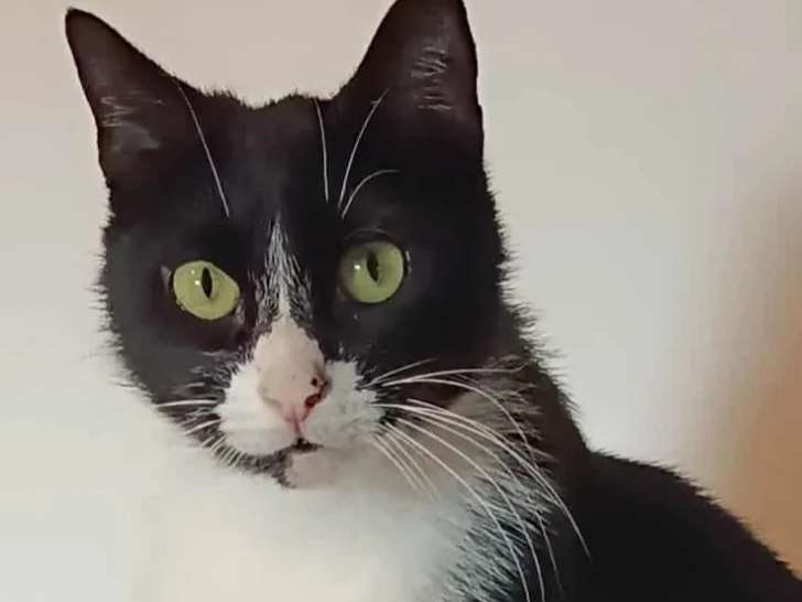 À adopter, chatte noire et blanche 