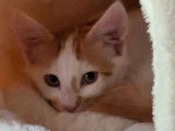 Disponible à l'adoption, chaton mâle roux et blanc