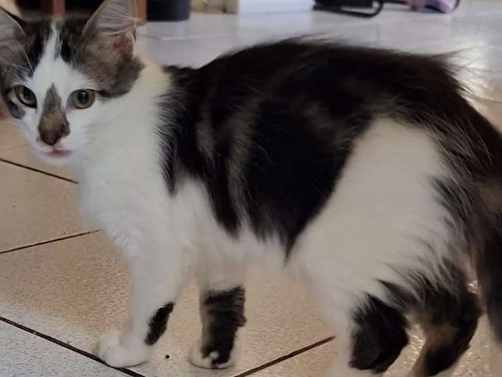 En attente d'adoption, chatonne de 5 mois