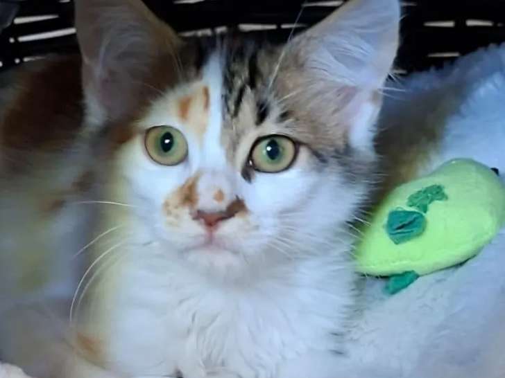 Prêt pour l’adoption, chaton femelle de 5 mois