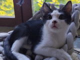 En attente d’un foyer, chaton mâle noir et blanc